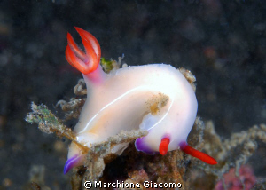Red fashion
Nikon D200 , 60 micro, twin strobo
Lembeh 2010 by Marchione Giacomo 